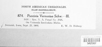 Puccinia vernoniae image